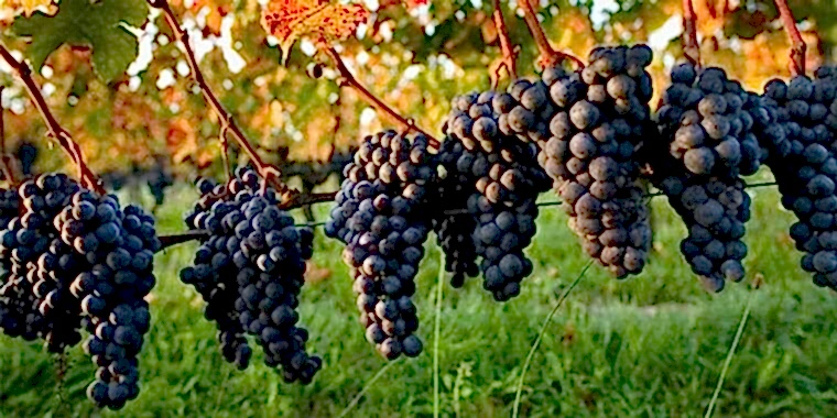 Çeşme Festivalleri ve Etkinlikleri