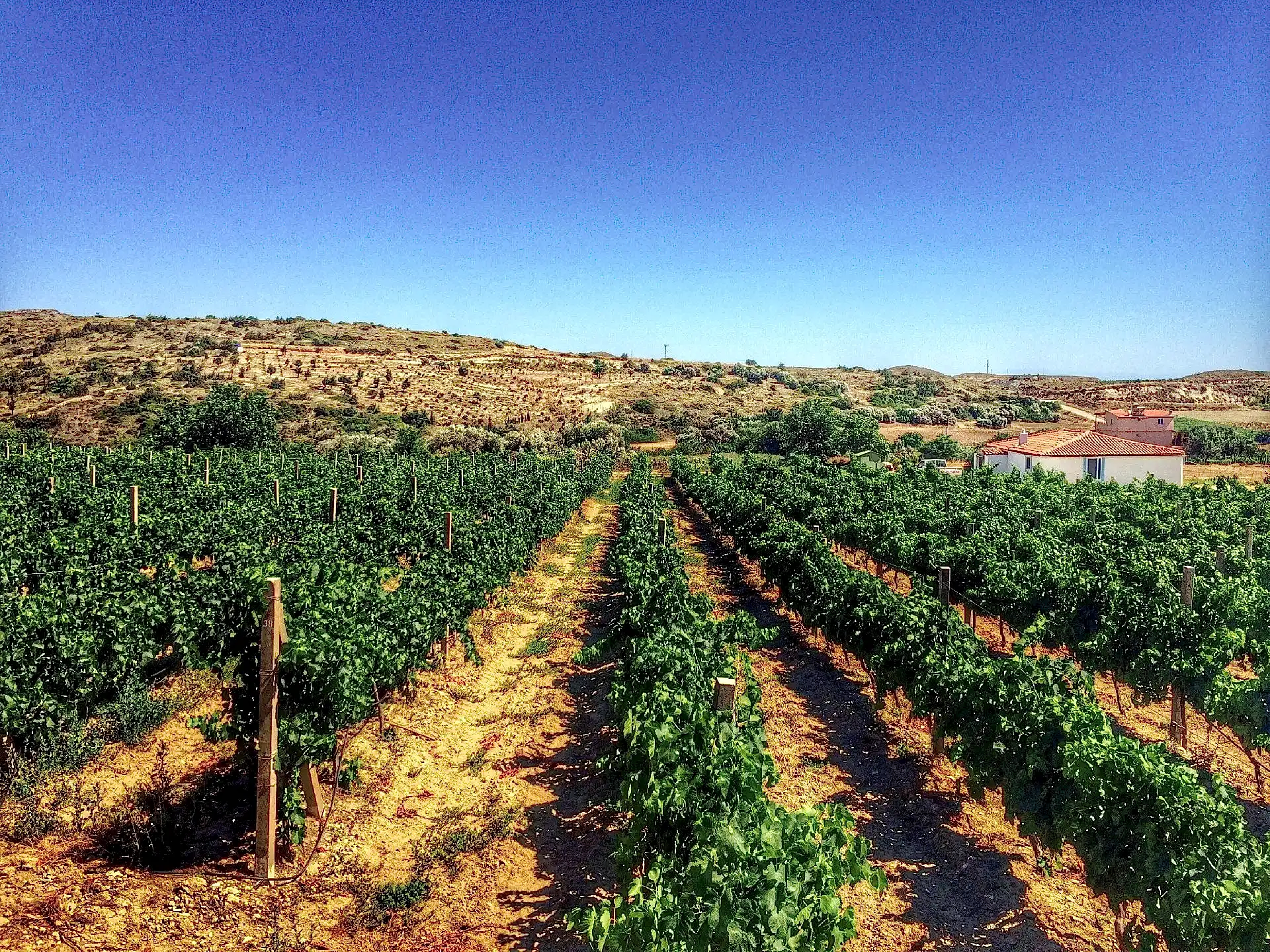Çeşme'nin Bağları ve Üzümleri